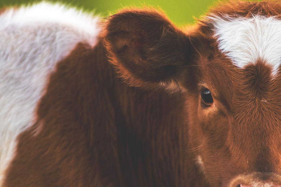 Warm brown and white calf gazing close-up with soft fur detail rustic farm portrait