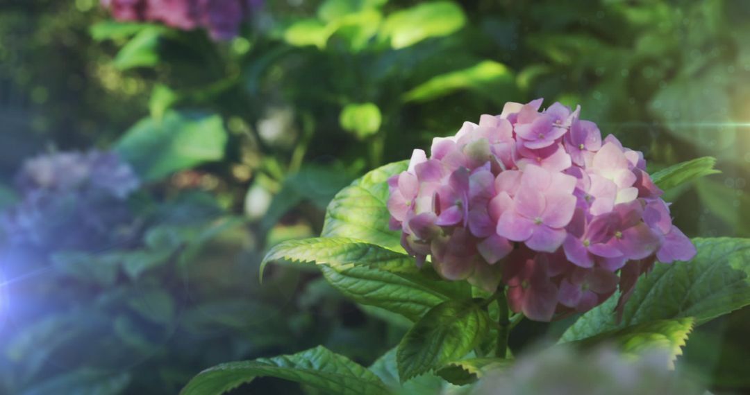 Sunlit Pink Hydrangea Flower in Vibrant Spring Garden - Free Images, Stock Photos and Pictures on Pikwizard.com