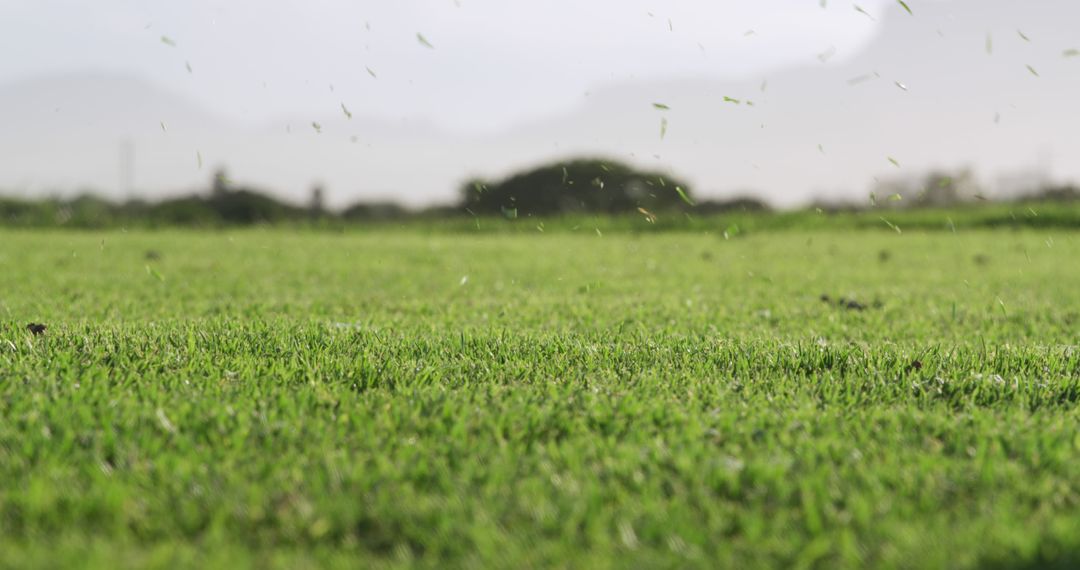 Close-Up of Green Grass with Blurred Background and Floating Debris - Free Images, Stock Photos and Pictures on Pikwizard.com