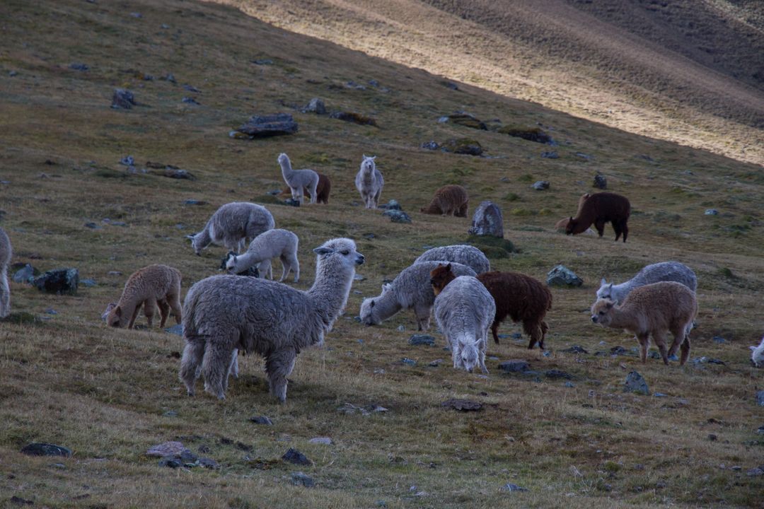 Herd of Alpacas Grazing in Andean Highland at Sunset - Free Images, Stock Photos and Pictures on Pikwizard.com