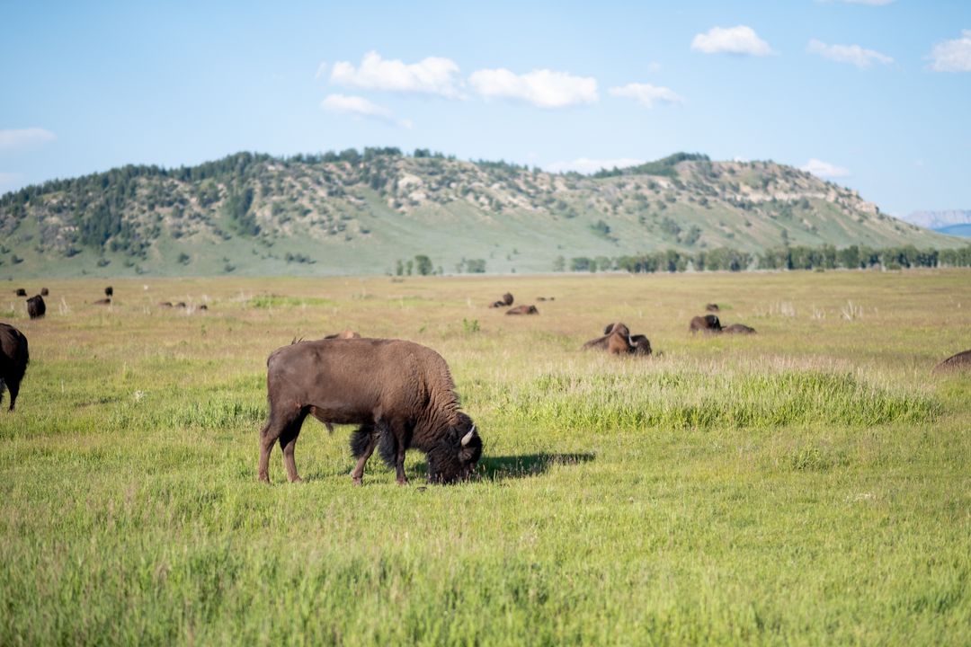 Bison Herd Grazing on Prairie Grassland with Rolling Hills and Blue Summer Sky