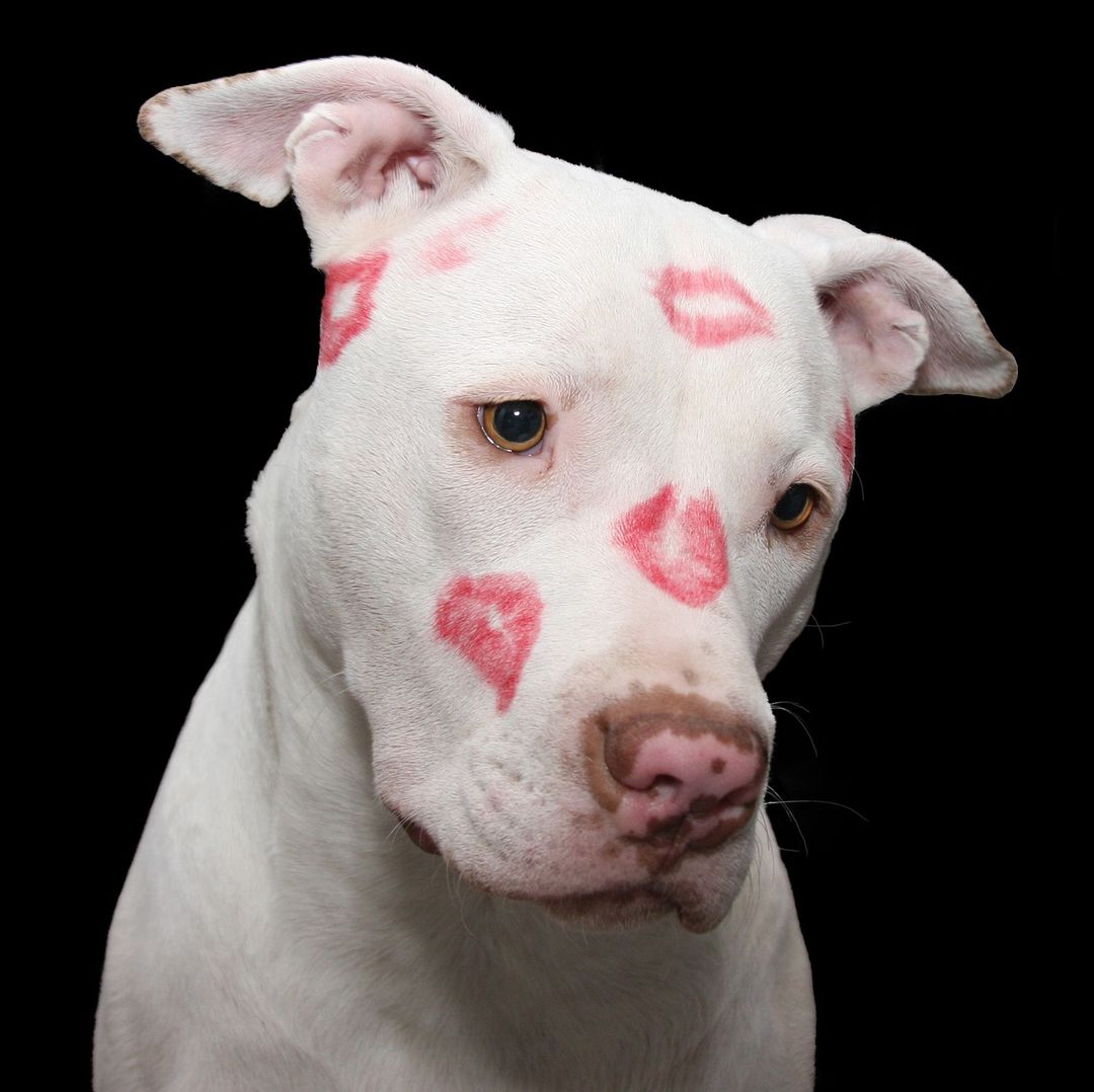 White pit bull dog with red kiss marks on face