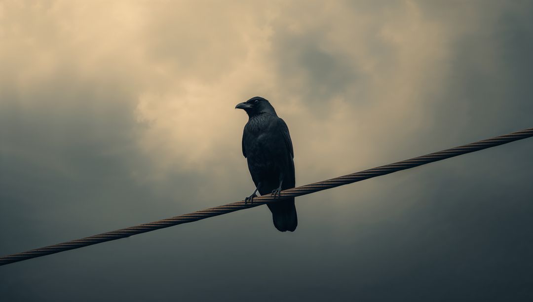 Silhouette of Crow Perched on Wire Against Moody Sky