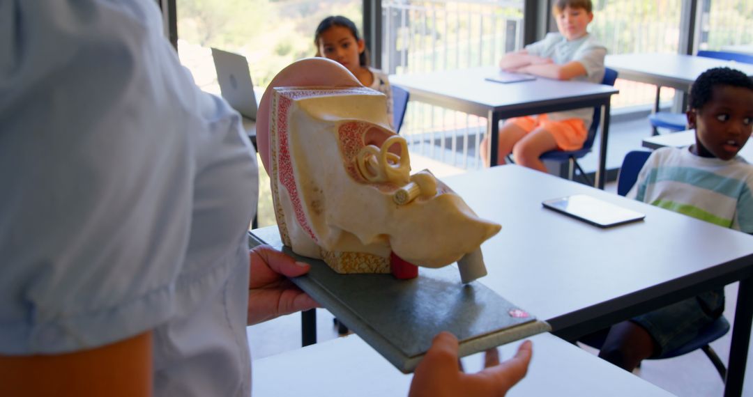 Teacher Presenting Anatomical Model to Attentive Students in Classroom