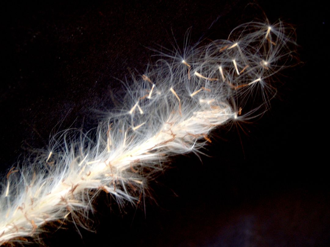 Close-Up of a Furred Plant Seed Foxtail Against Dark Background - Free Images, Stock Photos and Pictures on Pikwizard.com