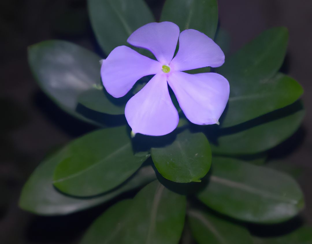 Close up of purple periwinkle over leaves created using generative ai technology - Free Images, Stock Photos and Pictures on Pikwizard.com