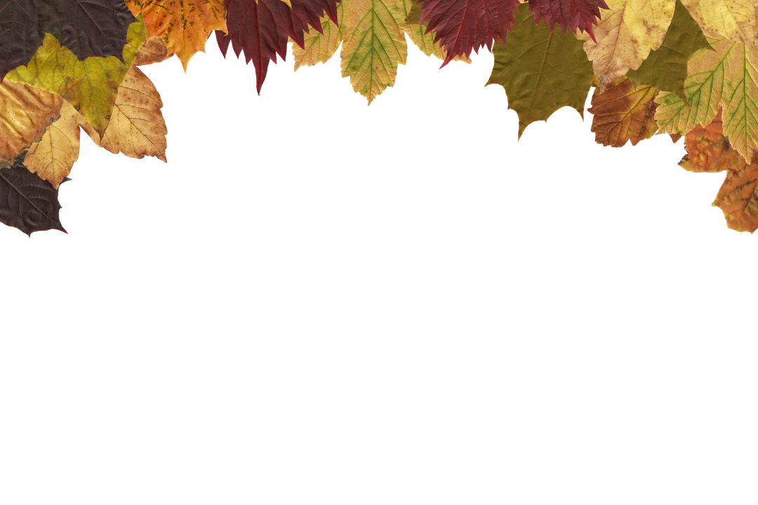 Colorful Fall Leaves Autumn Border on Transparent Background - Download Free Stock Images Pikwizard.com