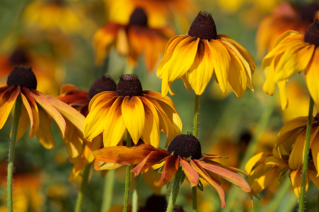 Vibrant Yellow Coneflowers in Bloom