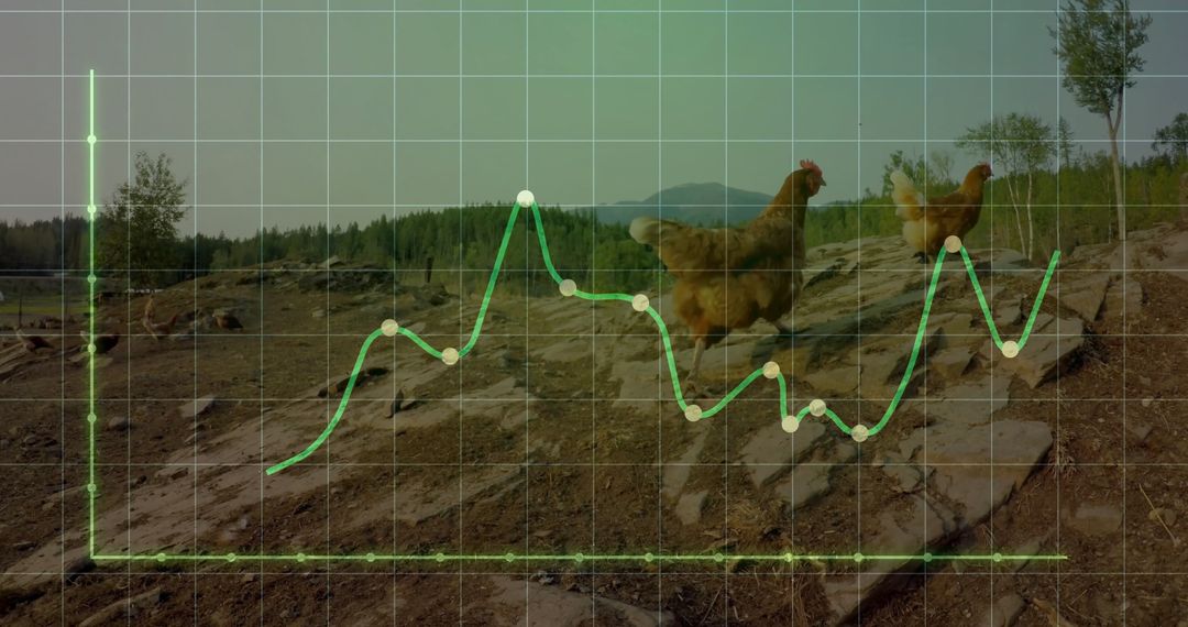 Chickens on Rural Hillside with Superimposed Data Chart