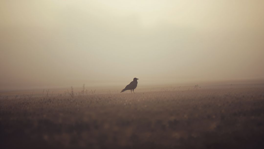 Solitary Bird Silhouette in Misty Meadow