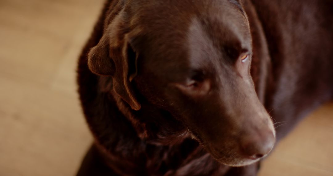 Brown Labrador Retriever Relaxing with Calm Expression