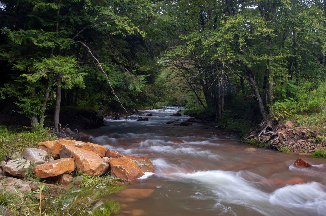 Serene Forest Stream Flowing Over Rocks in Nature