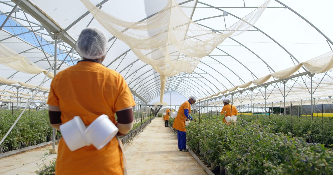 Diverse female workers harvest blueberries in a farm greenhouse. - Free Images, Stock Photos and Pictures on Pikwizard.com