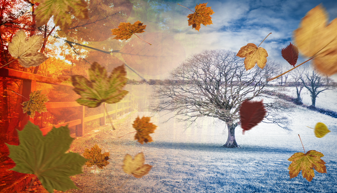 Transparent Fall and Winter Scenery with Leaves PNG - Download Free Stock Images Pikwizard.com