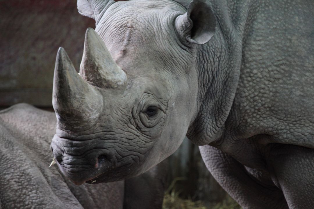 black rhinoceros - Free Images, Stock Photos and Pictures on Pikwizard.com