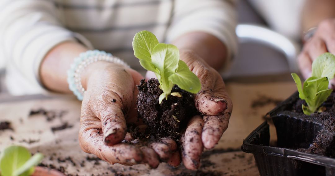 Hands Planting Seedlings in Garden Soil - Free Images, Stock Photos and Pictures on Pikwizard.com