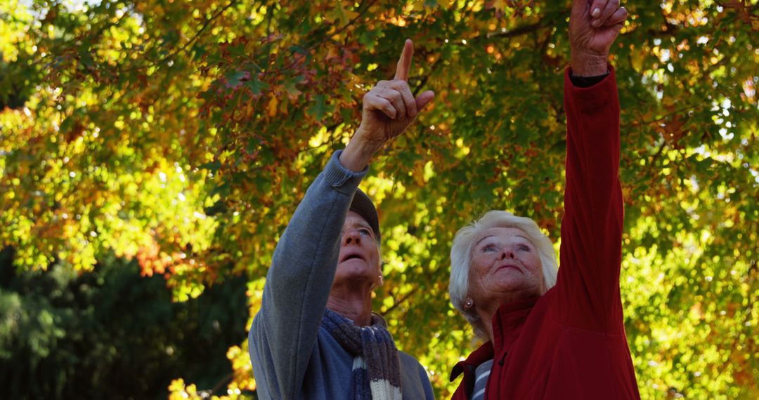 Elderly Couple Pointing at Autumn Leaves in Park - Free Images, Stock Photos and Pictures on Pikwizard.com