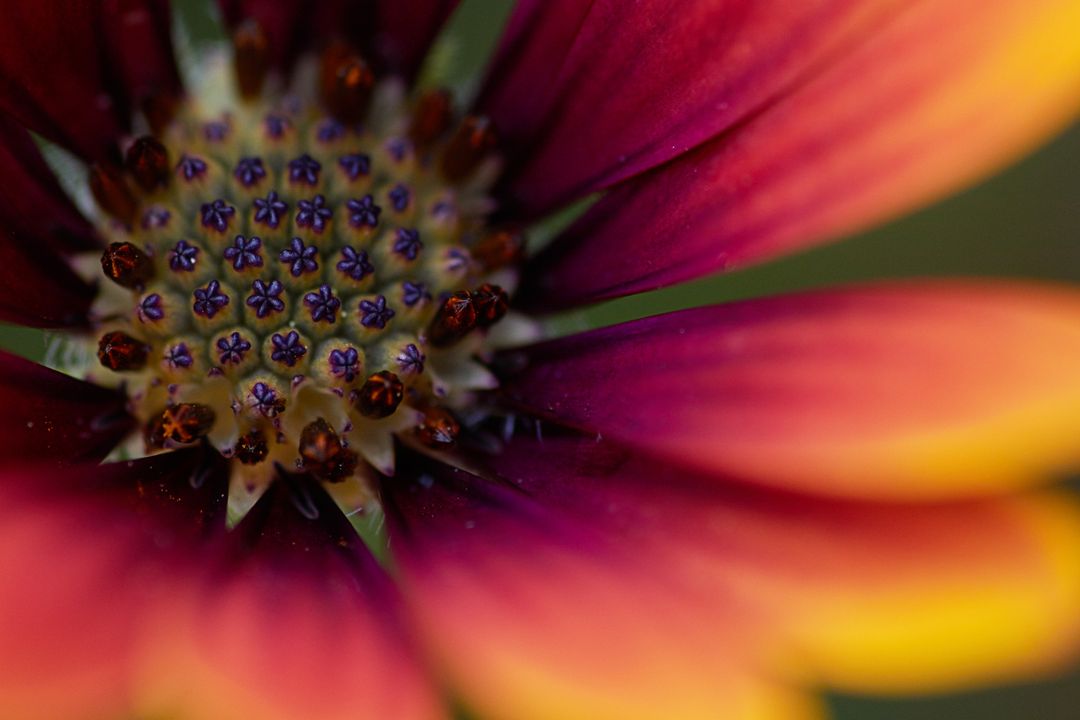 Close-Up of Vibrant Flower with Multicolored Petals and Detailed Center