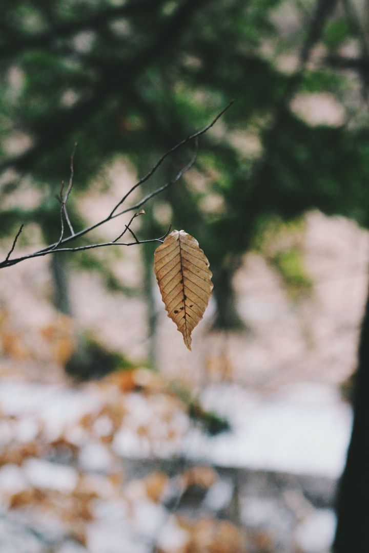 Solitary Autumn Leaf Hanging on Bare Branch in Forest - Free Images, Stock Photos and Pictures on Pikwizard.com