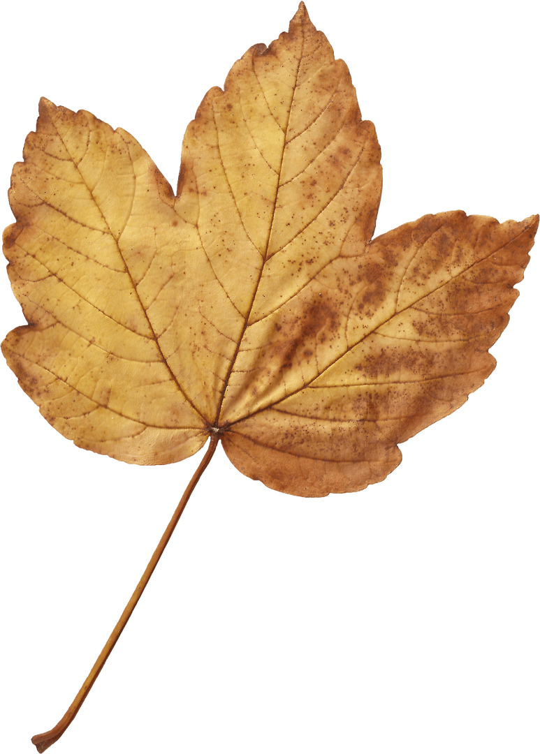 Transparent Background Crisp Brown Autumn Leaf