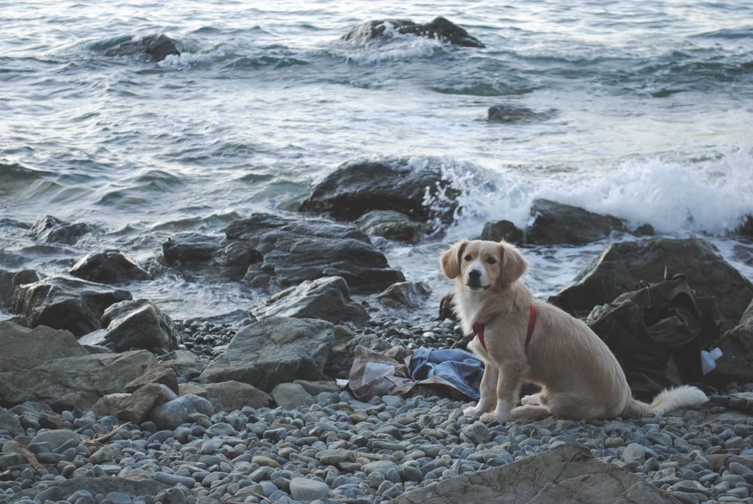 Golden Retriever Puppy Sitting on Rocky Seashore During Sunset - Free Images, Stock Photos and Pictures on Pikwizard.com