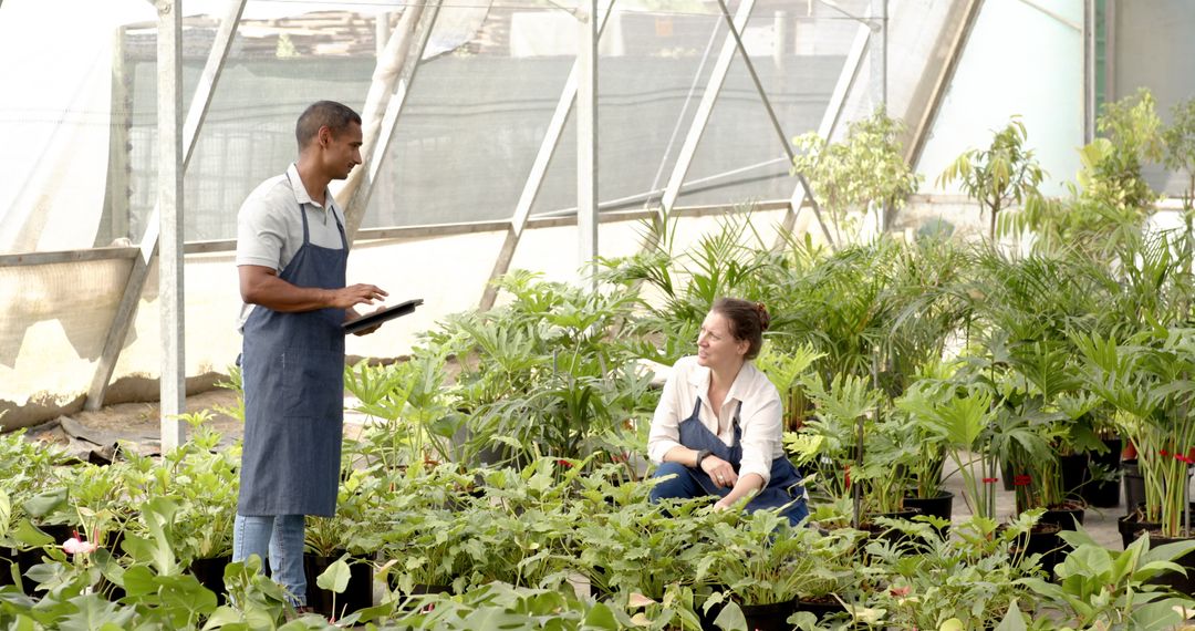 Coworkers Using Tablet in Greenhouse Engaged in Horticulture Planning