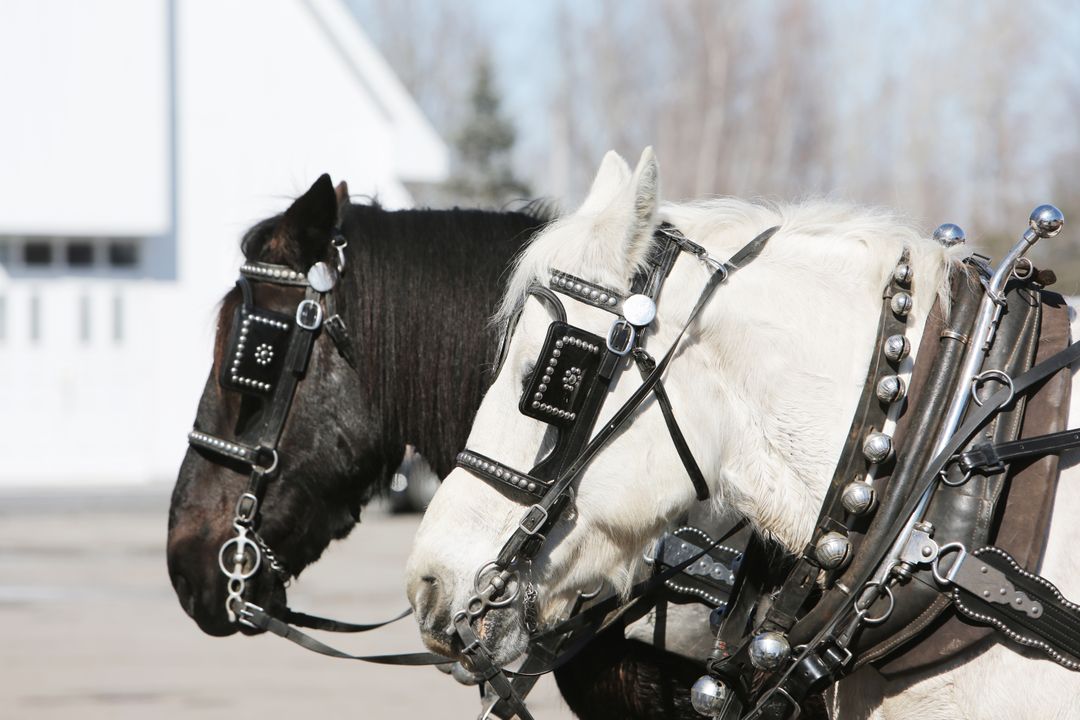 Close-Up of Two Draft Horses in Harness - Free Images, Stock Photos and Pictures on Pikwizard.com