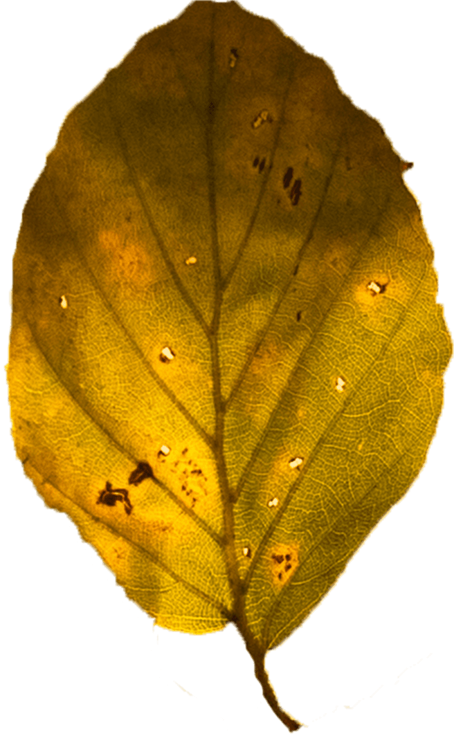 Digital Illustration of Yellow Leaf with Transparent Background