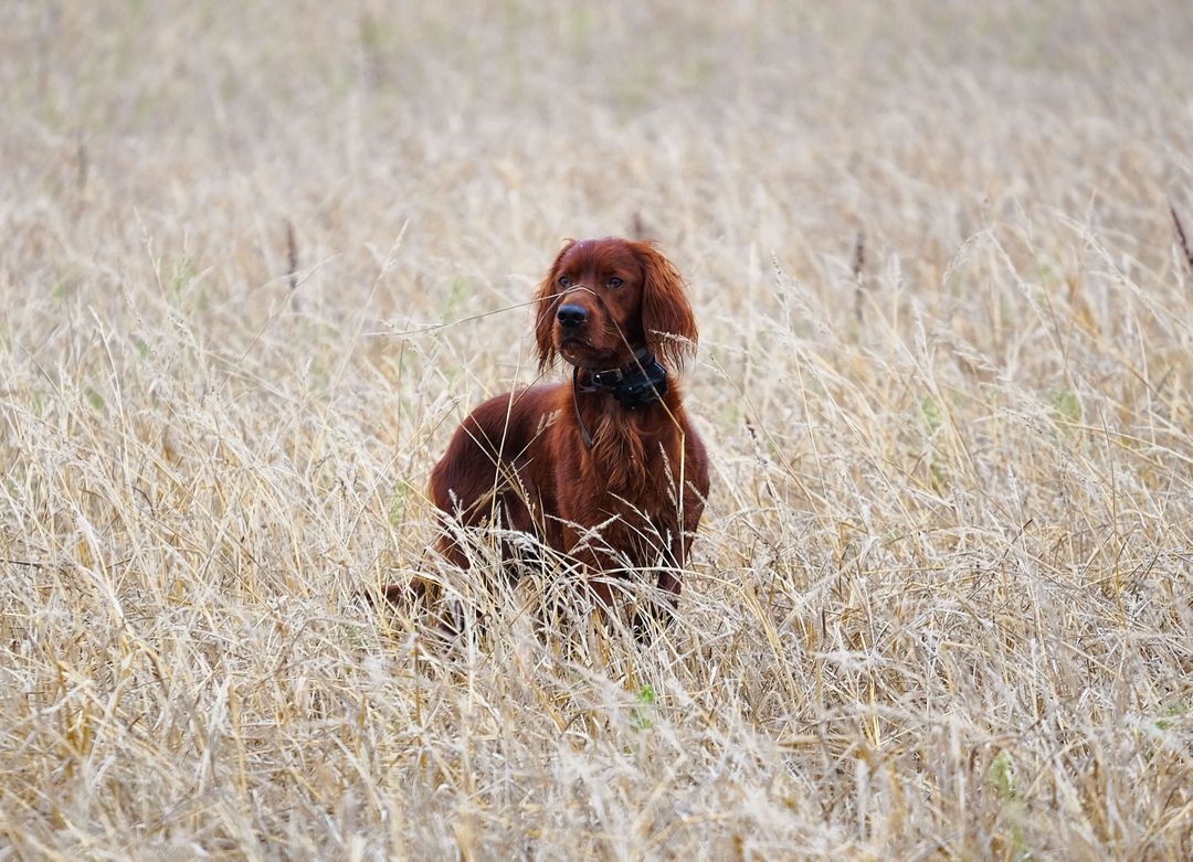 Irish Setter Sitting in Field of Tall Dry Grass - Free Images, Stock Photos and Pictures on Pikwizard.com