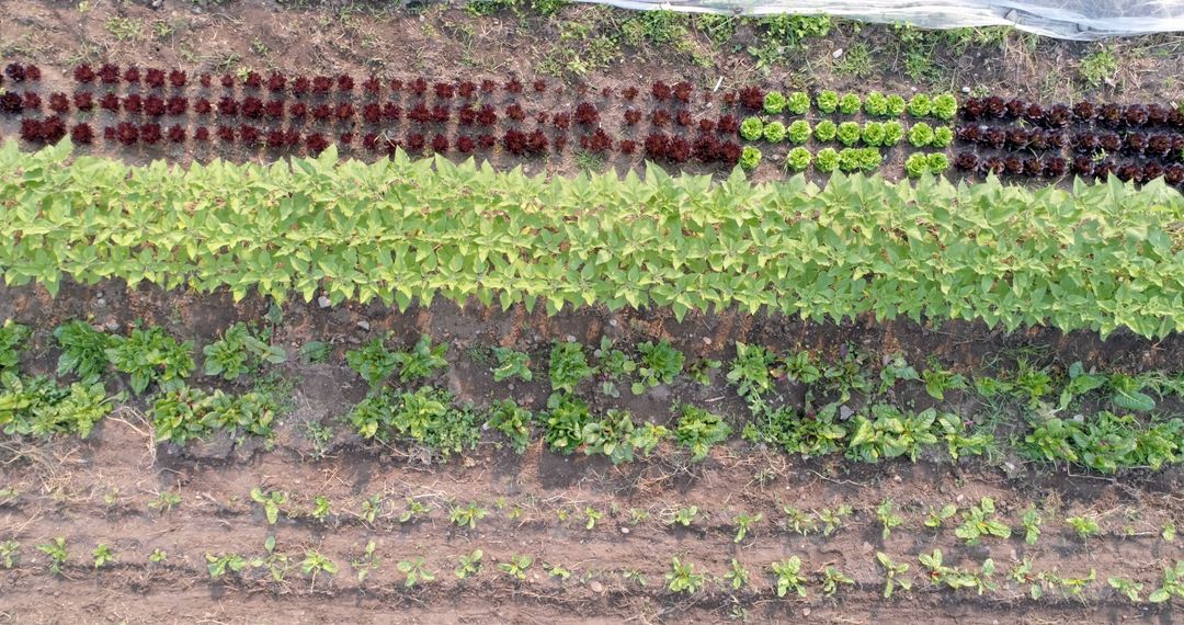 Aerial View of Diverse Garden Vegetation in Structured Rows