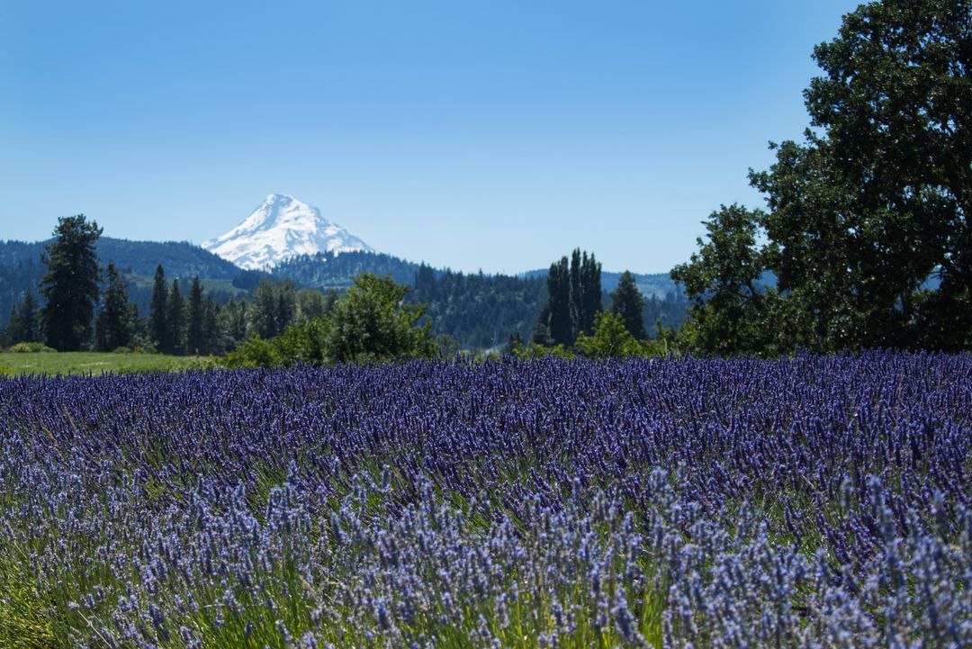 Lavender Fields with Mountain Backdrop on a Clear Day
