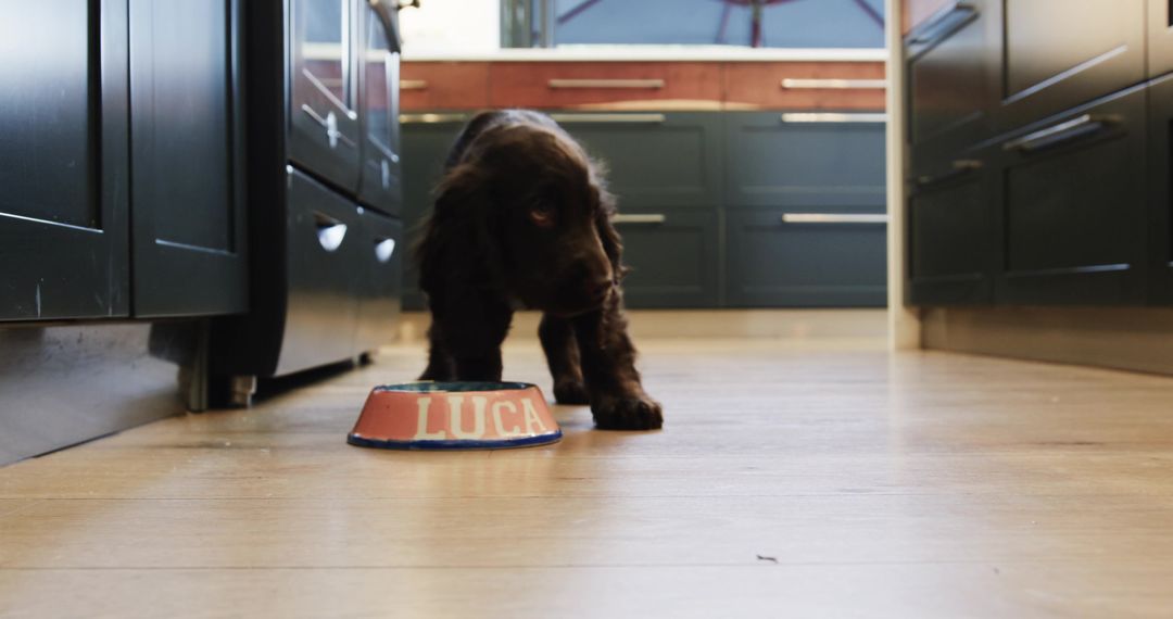 Puppy Exploring Modern Kitchen with Personalized Bowl