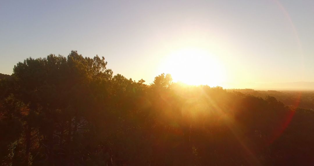 Bright Sunrise Over Forest Trees with Clear Sky - Free Images, Stock Photos and Pictures on Pikwizard.com