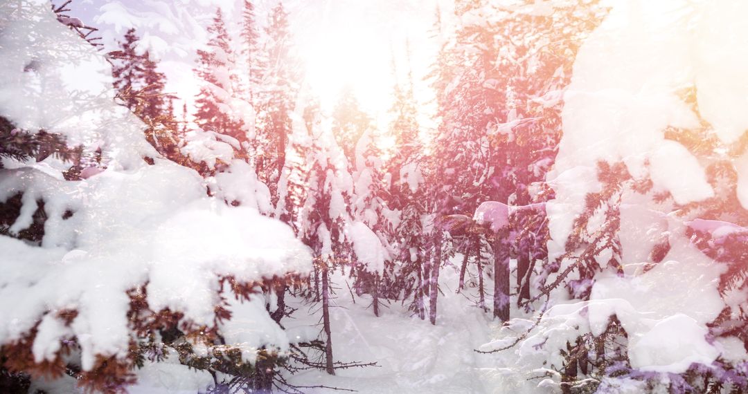 Magical Winter Forest with Snow-Covered Trees and Sunlight