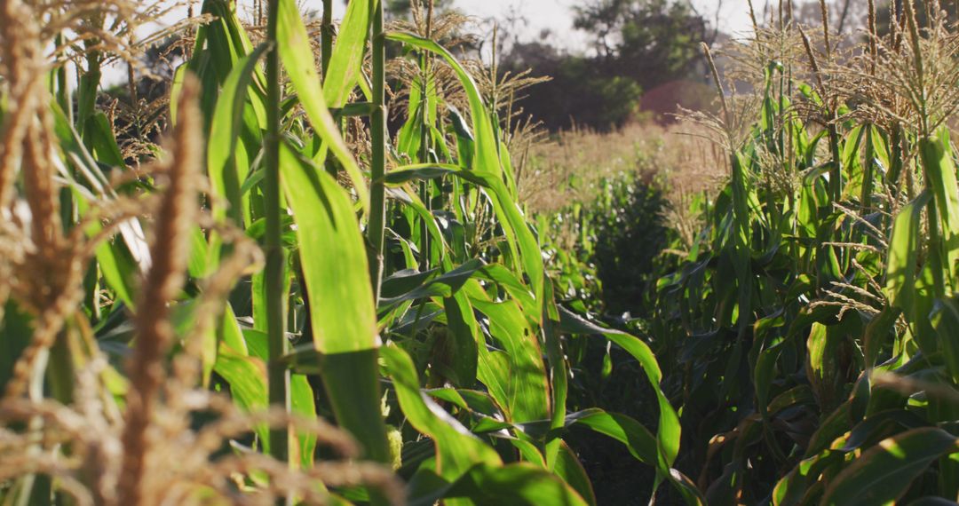 Lush Green Cornfield under Clear Sky with Sunlight - Free Images, Stock Photos and Pictures on Pikwizard.com