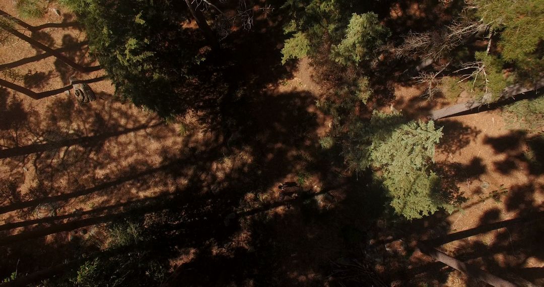 Aerial View of Forest with Sunlit Tree Canopy - Free Images, Stock Photos and Pictures on Pikwizard.com