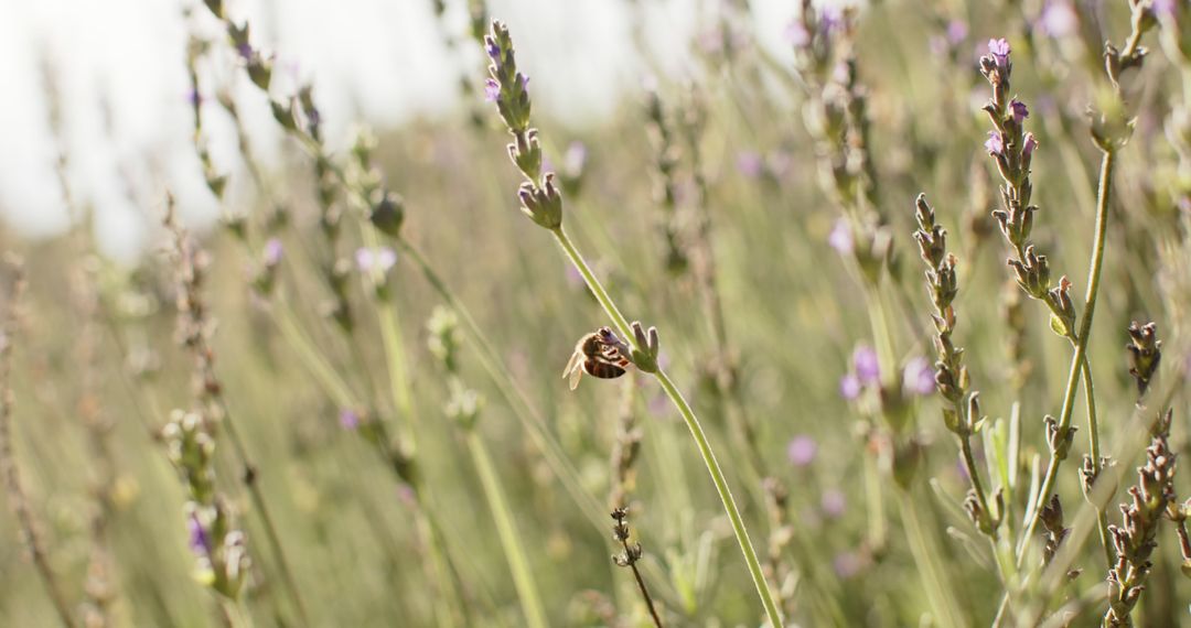 Bee on Lavender Flowers in Sunny Meadow - Free Images, Stock Photos and Pictures on Pikwizard.com