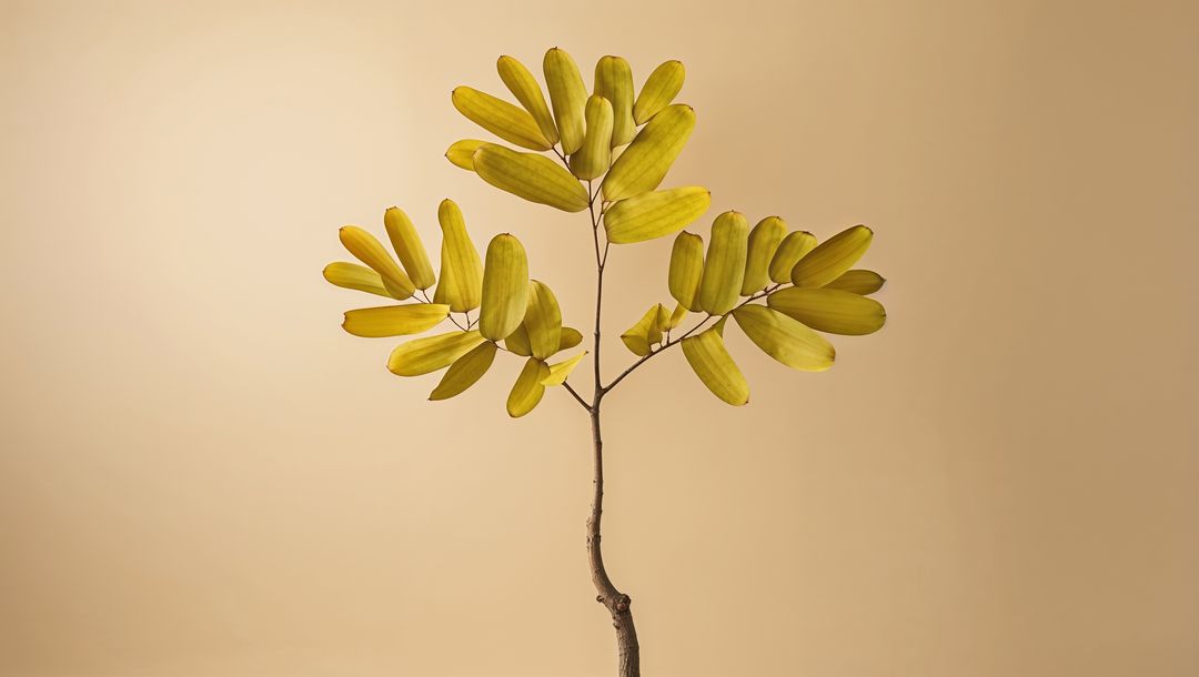 Minimalistic Branch with Vibrant Yellow-Green Leaves on Beige Background