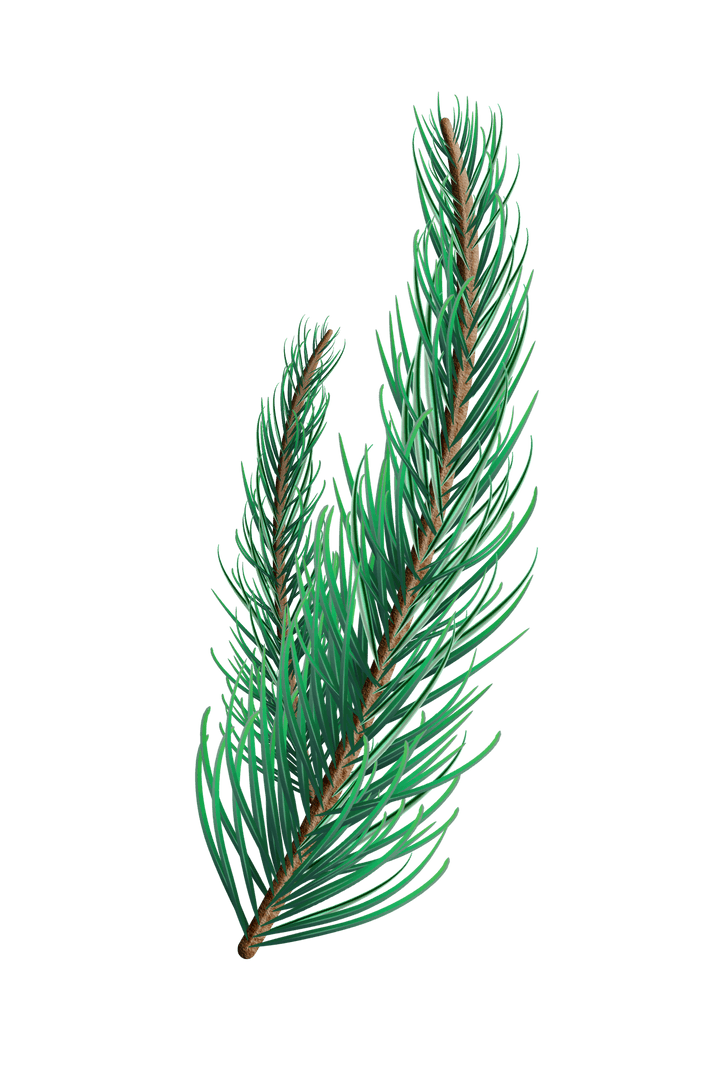 Transparent Fir Tree Branch with Lush Needles