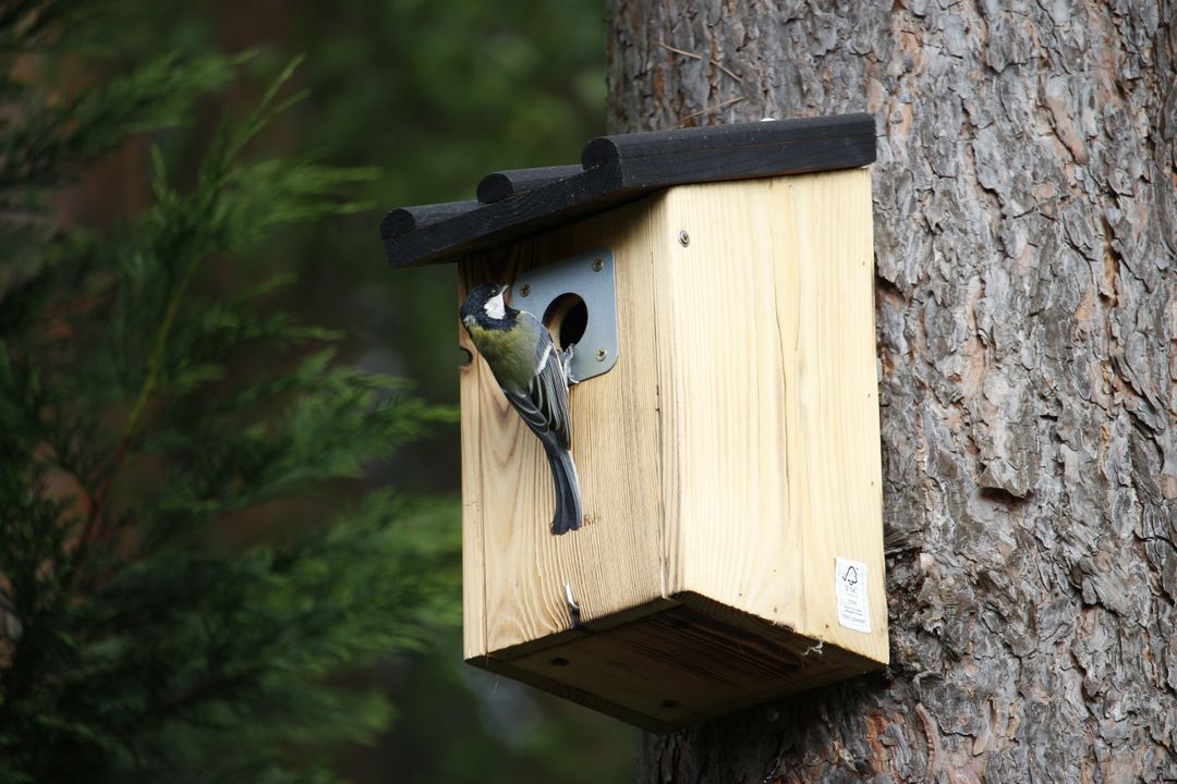 Bird Nesting in Wooden Birdhouse Mounted on Tree - Free Images, Stock Photos and Pictures on Pikwizard.com