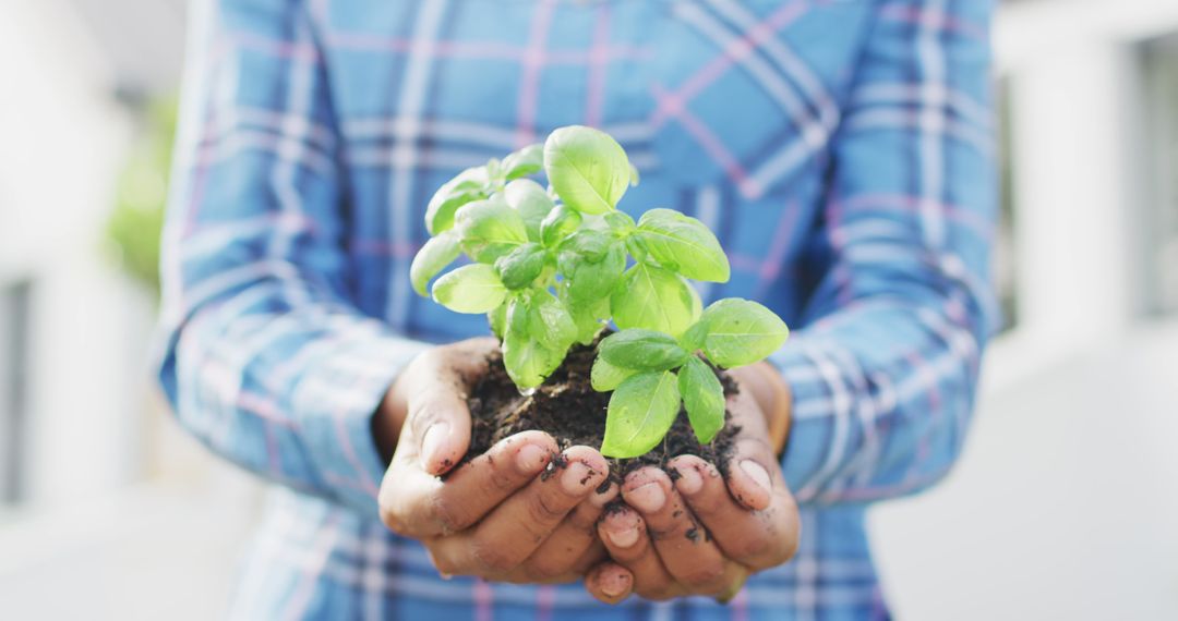 Midsection of african american woman holding herb seedling - Free Images, Stock Photos and Pictures on Pikwizard.com