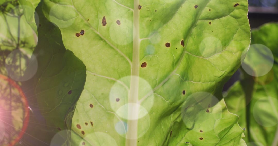 Sunlight Streaming Through Green Leaf with Light Flare