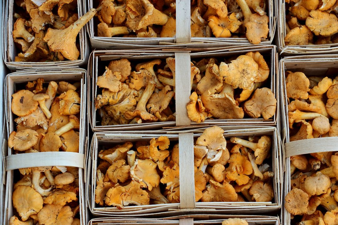 Fresh Chanterelle Mushrooms in Wooden Baskets - Free Images, Stock Photos and Pictures on Pikwizard.com