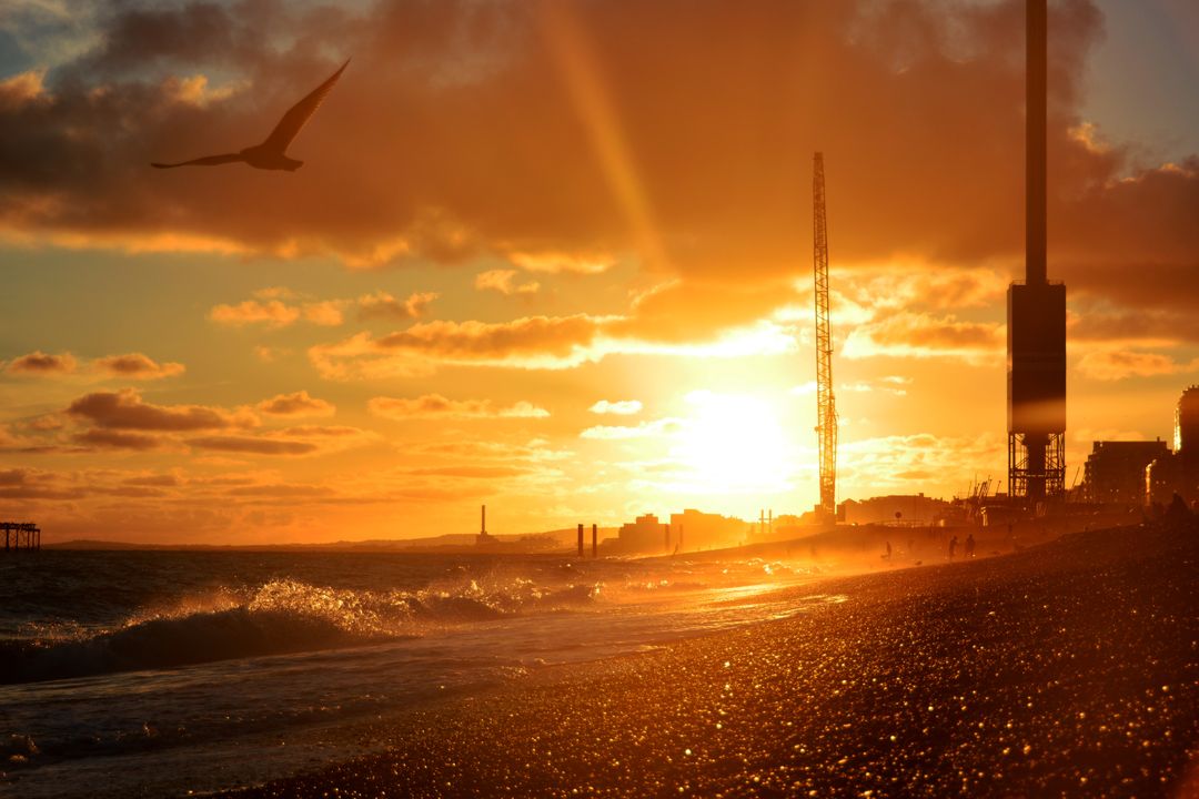 Seagull Flying Over Beach at Sunset with Golden Sunlight - Free Images, Stock Photos and Pictures on Pikwizard.com