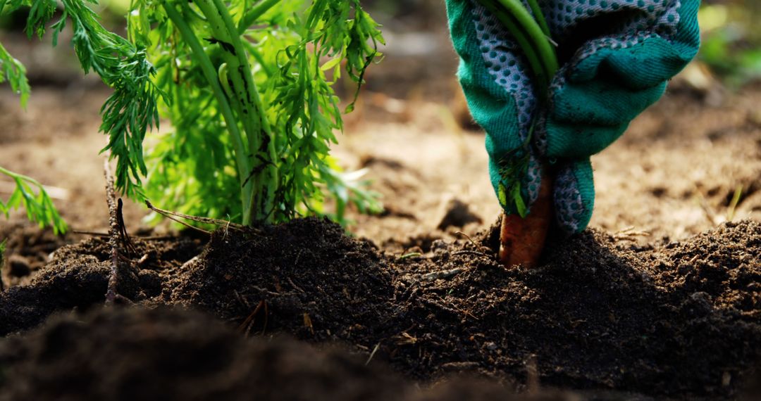 Close-Up of Person Harvesting Fresh Carrot from Garden Soil