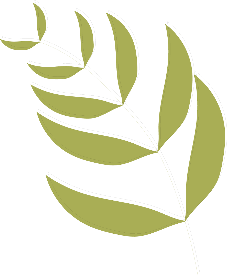 Minimalist Vector Branch with Olive-Green Leaves on Transparent Background