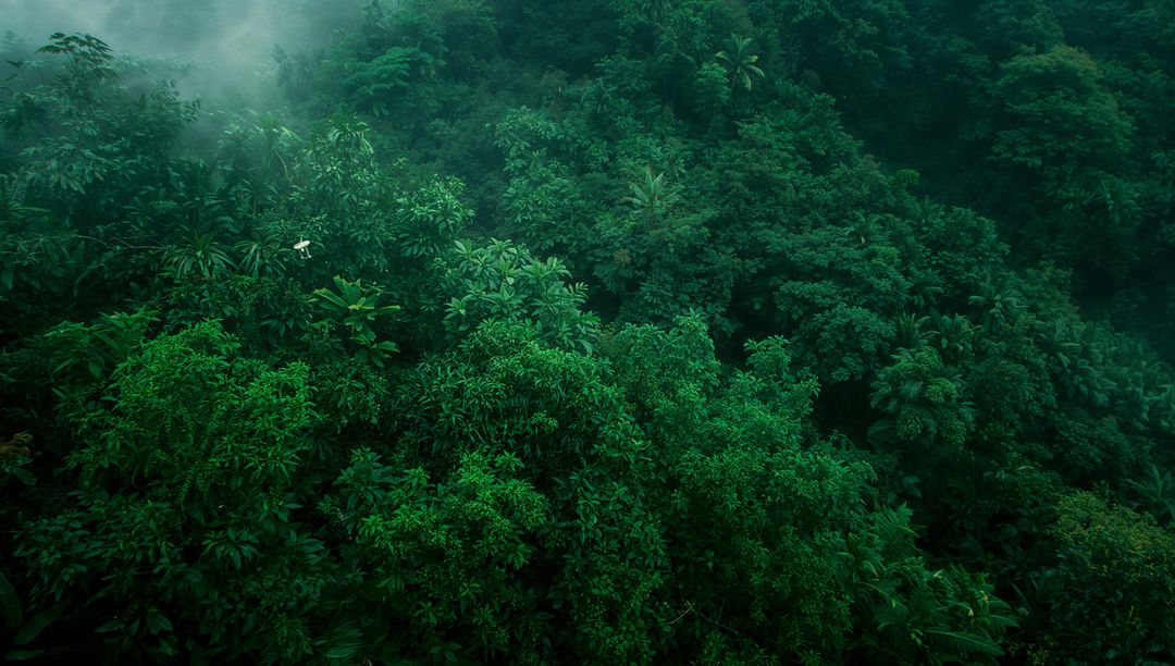 Dense Tropical Rainforest with Misty Canopy
