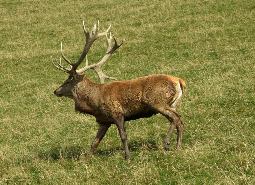 Majestic Stag with Antlers Walking in Green Field - Free Images, Stock Photos and Pictures on Pikwizard.com