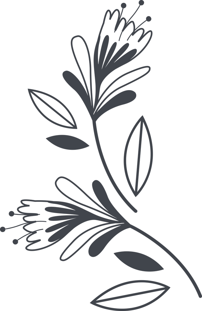 Elegant Black Flower Illustration on Transparent Background - Download Free Stock Images Pikwizard.com