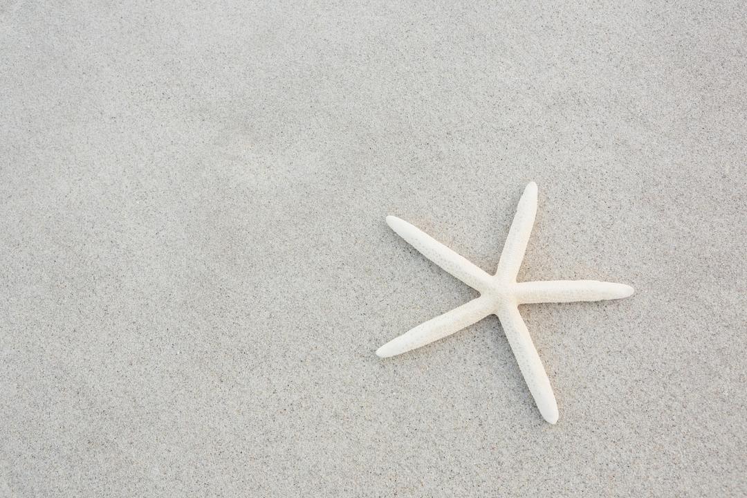 White Starfish on Sandy Beach - Free Images, Stock Photos and Pictures on Pikwizard.com
